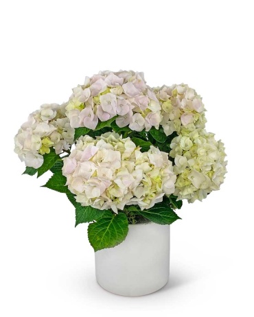 Blush Hydrangea Plant