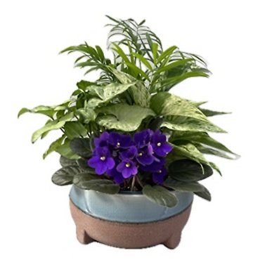 Spring Euro Garden with violet in Ceramic