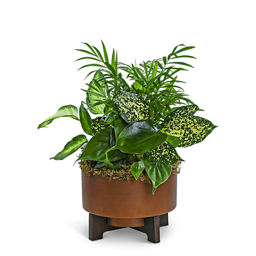 Modern Copper Dish Garden
