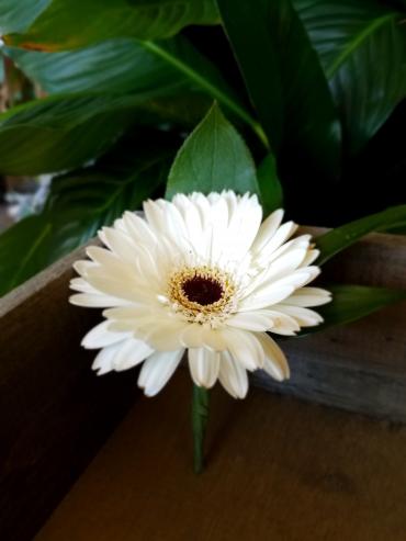 Boutonniere - Bold - White