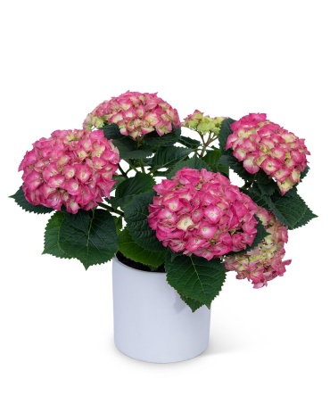 Pink Hydrangea Plant