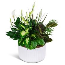 Emerald Haven Dish Garden