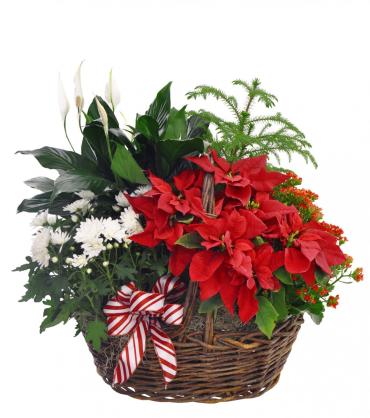 Blooming Poinsettia Basket