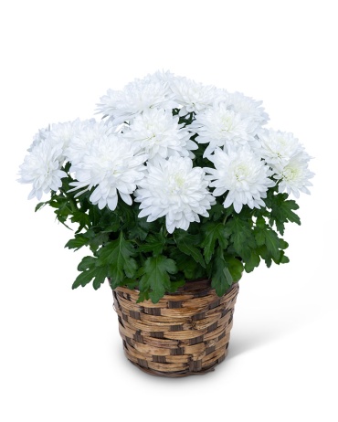 White Chrysanthemum Plant