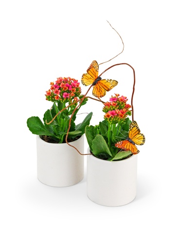 Kalanchoe Garden Duo