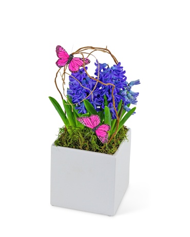 Hyacinth Plant