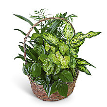 Verdant Dish Garden