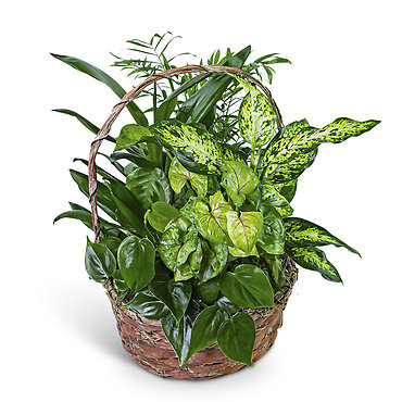 Verdant Dish Garden