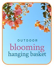 Outdoor Blooming Hanging Basket Plant