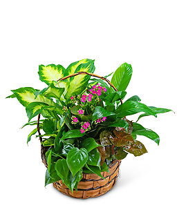 Mother\'s Day