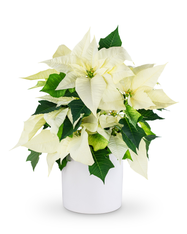 White Poinsettia Plant