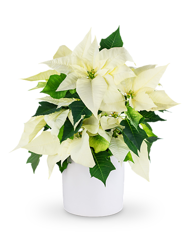 White Poinsettia Plant