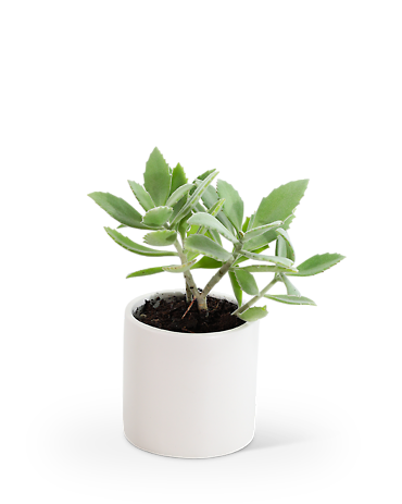 Succulent Plant