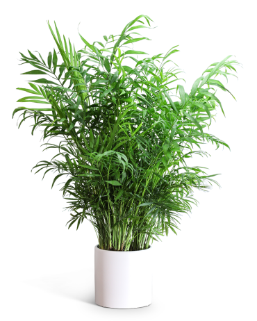 Areca Palm Plant