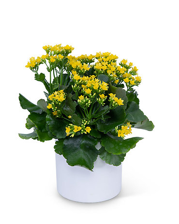 Yellow Kalanchoe Plant