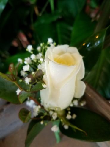 Boutonniere - Classic - Rose white