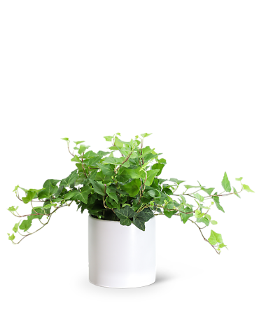 English Ivy Plant