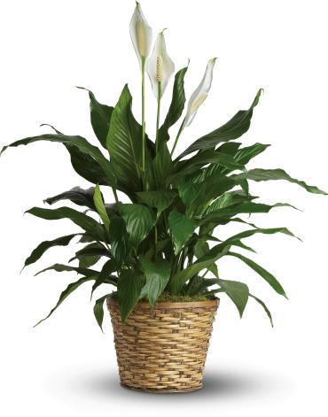 Simply Elegant Spathiphyllum - Large