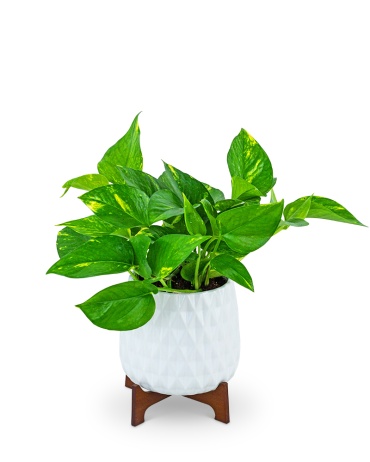 Mod Pothos Plant