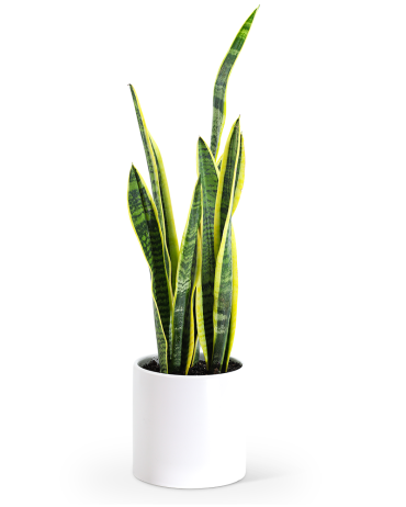 Sansevieria Plant