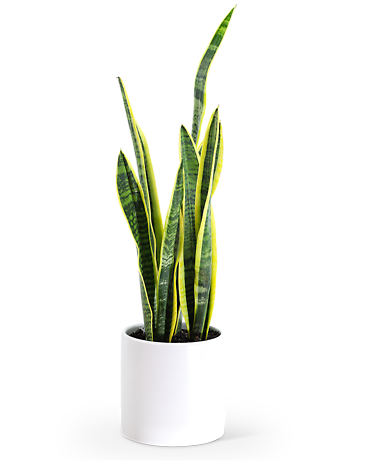 Sansevieria Plant