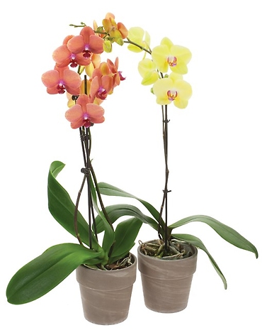 Phalaenonpsis Orchid, Seasonal